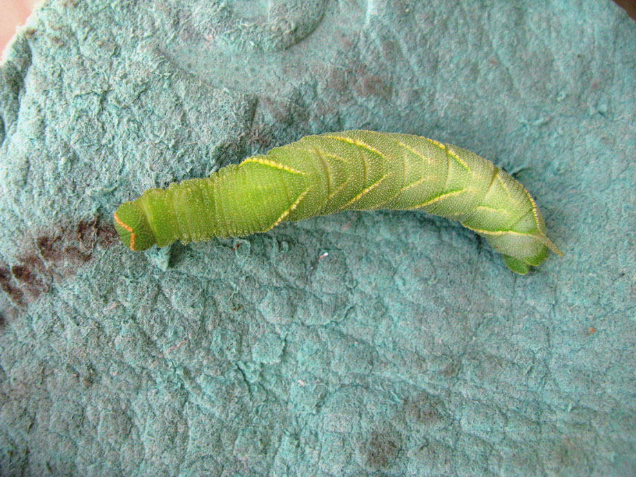 bruco da identificare
